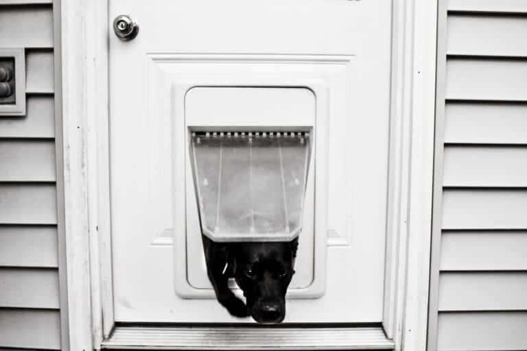 white patio door for pet owners with a dog running through