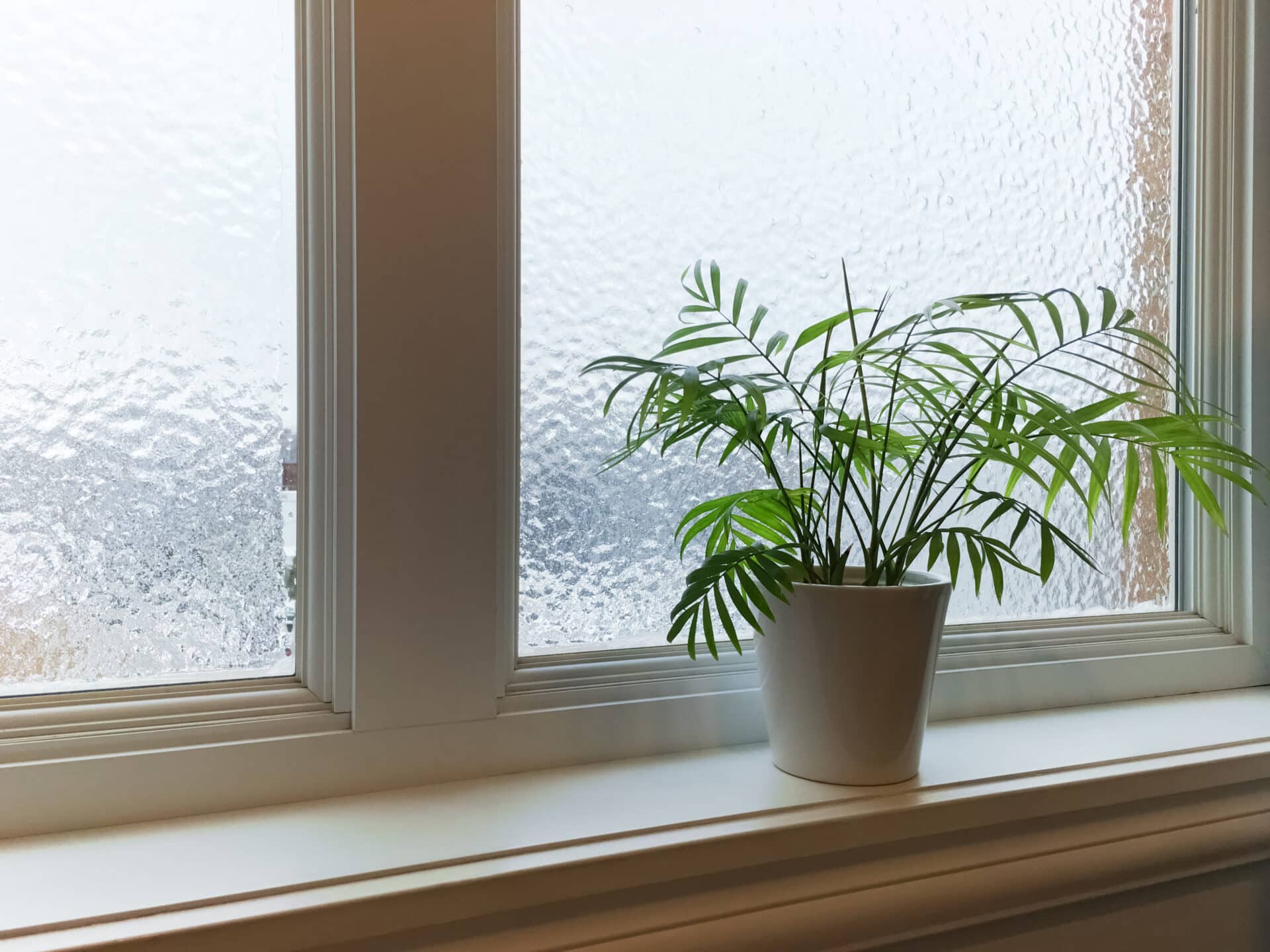 A Homeowner's Guide to Privacy Glass 5 - Angelo and Sons plant sitting on shelf indoors near textured glass windows